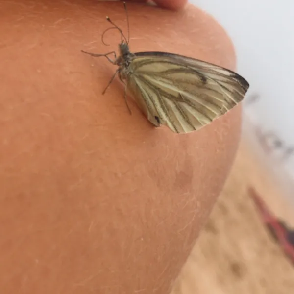 Butterfly Rescue