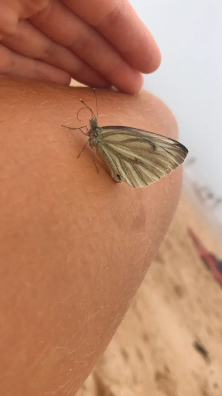 Butterfly Rescue