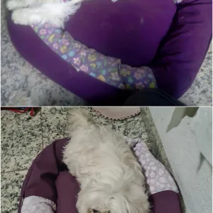 Conserto de cama de cachorro