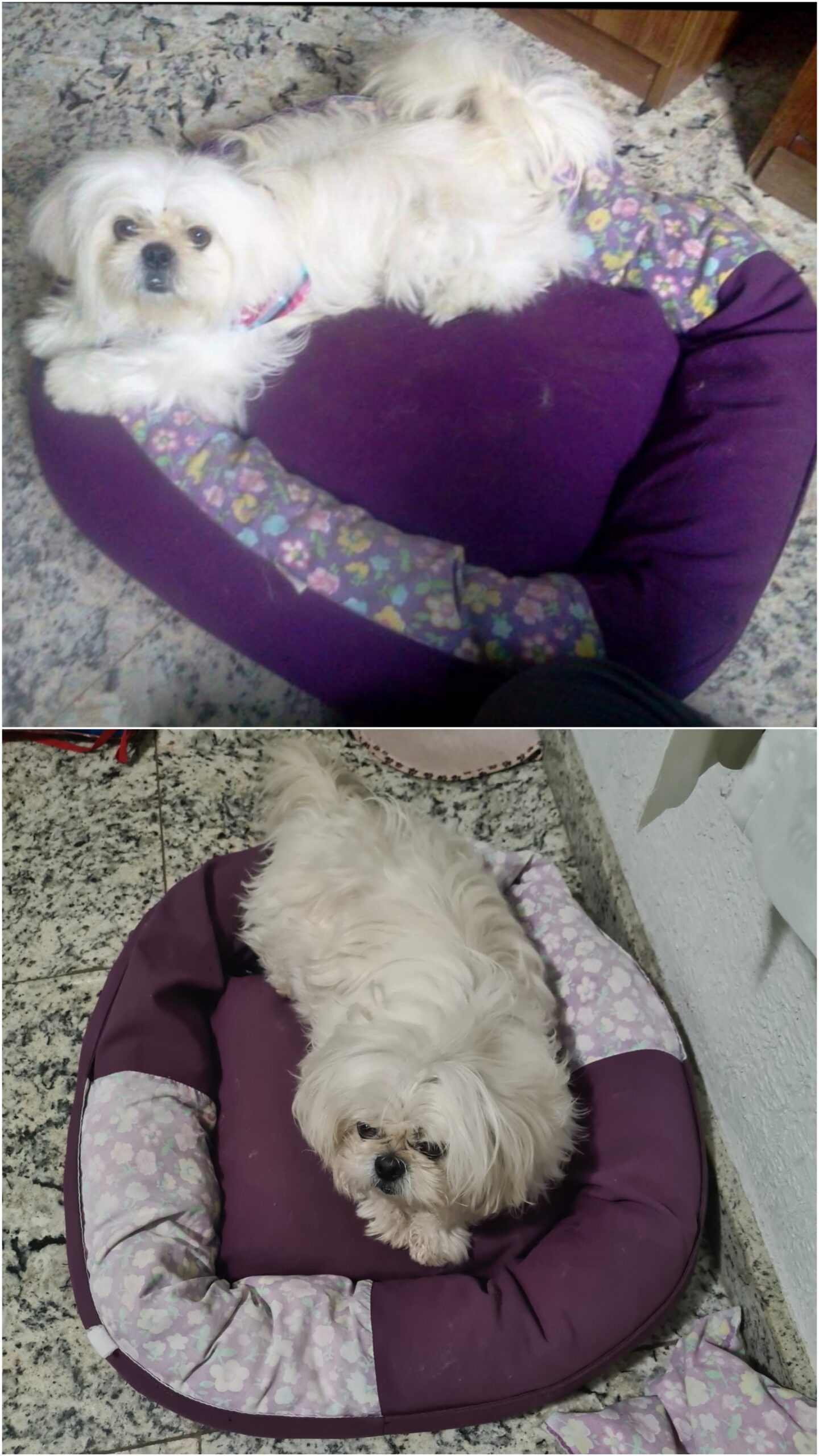 Conserto de cama de cachorro