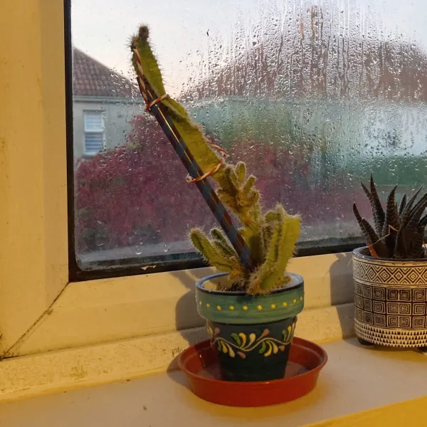 Curtain pole vs Cactus