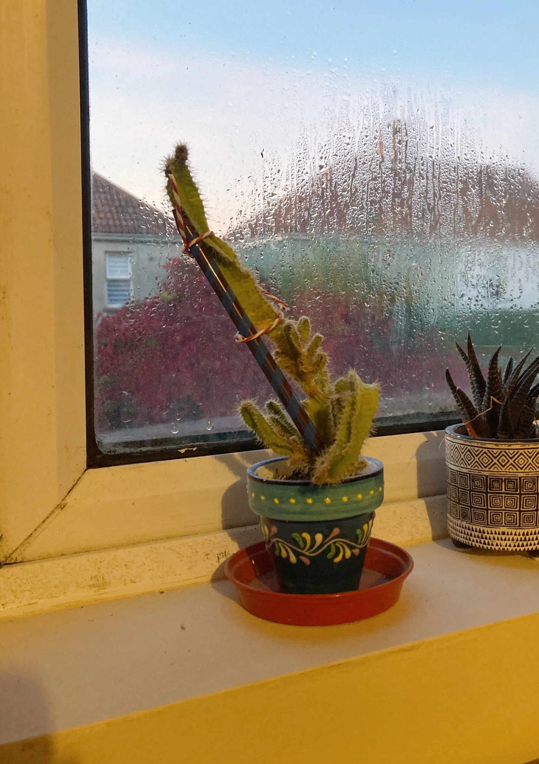 Curtain pole vs Cactus