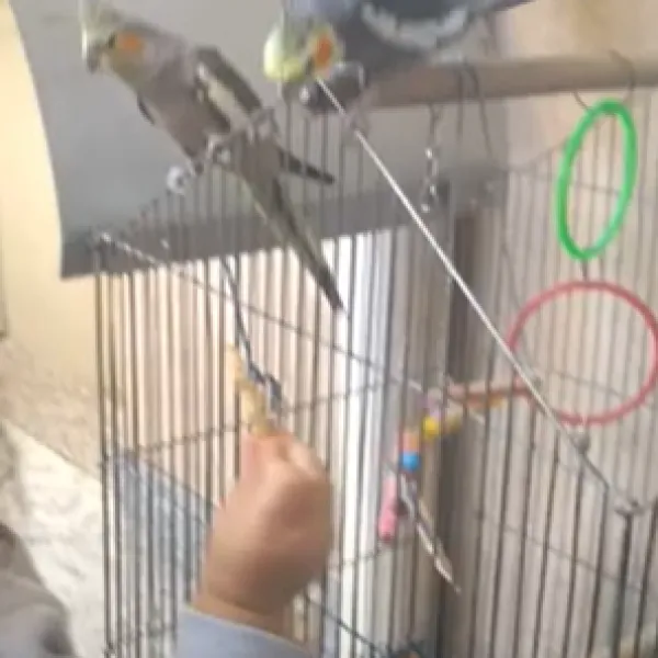 Gaiola reformada para abrir de forma diferente