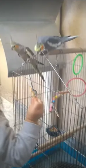 Gaiola reformada para abrir de forma diferente