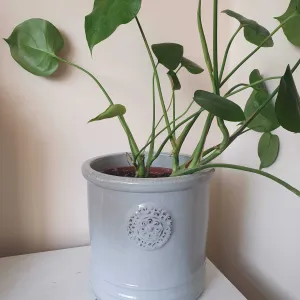 Monstera Deliciosa