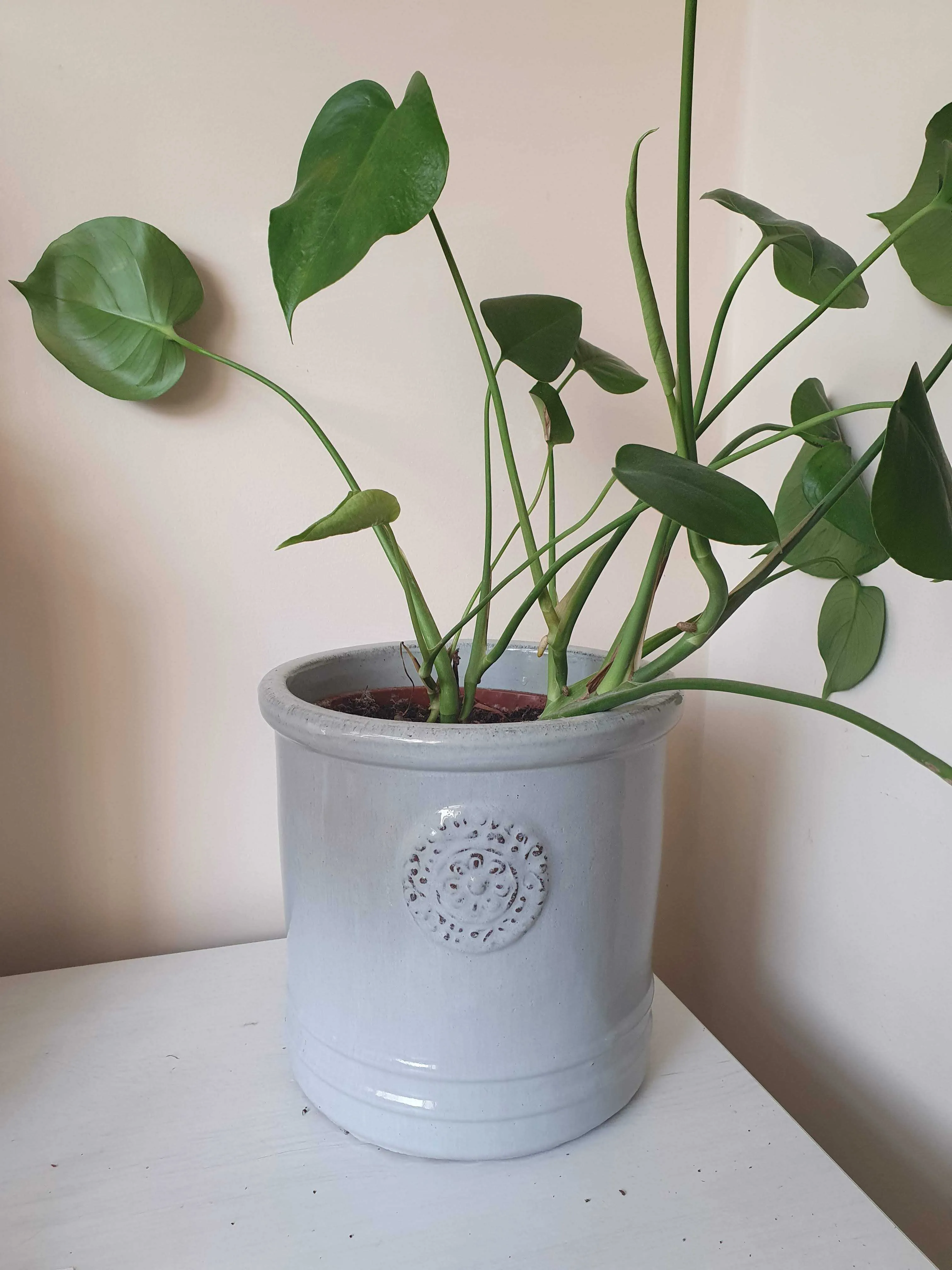Monstera Deliciosa