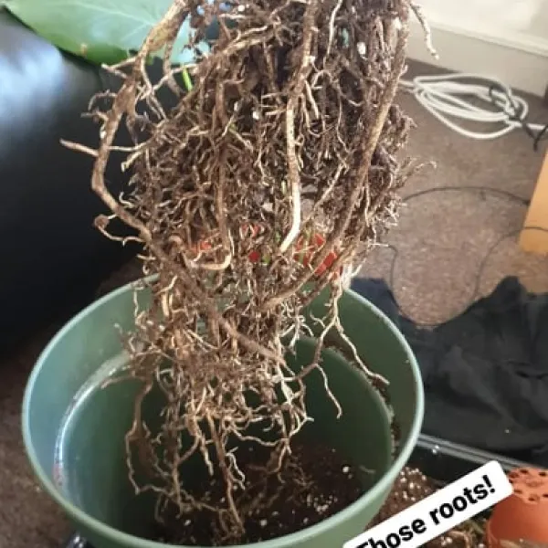 No Room To Grow