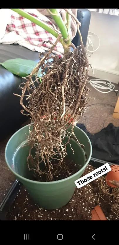 No Room To Grow