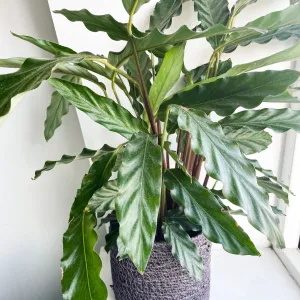 Plant Revival