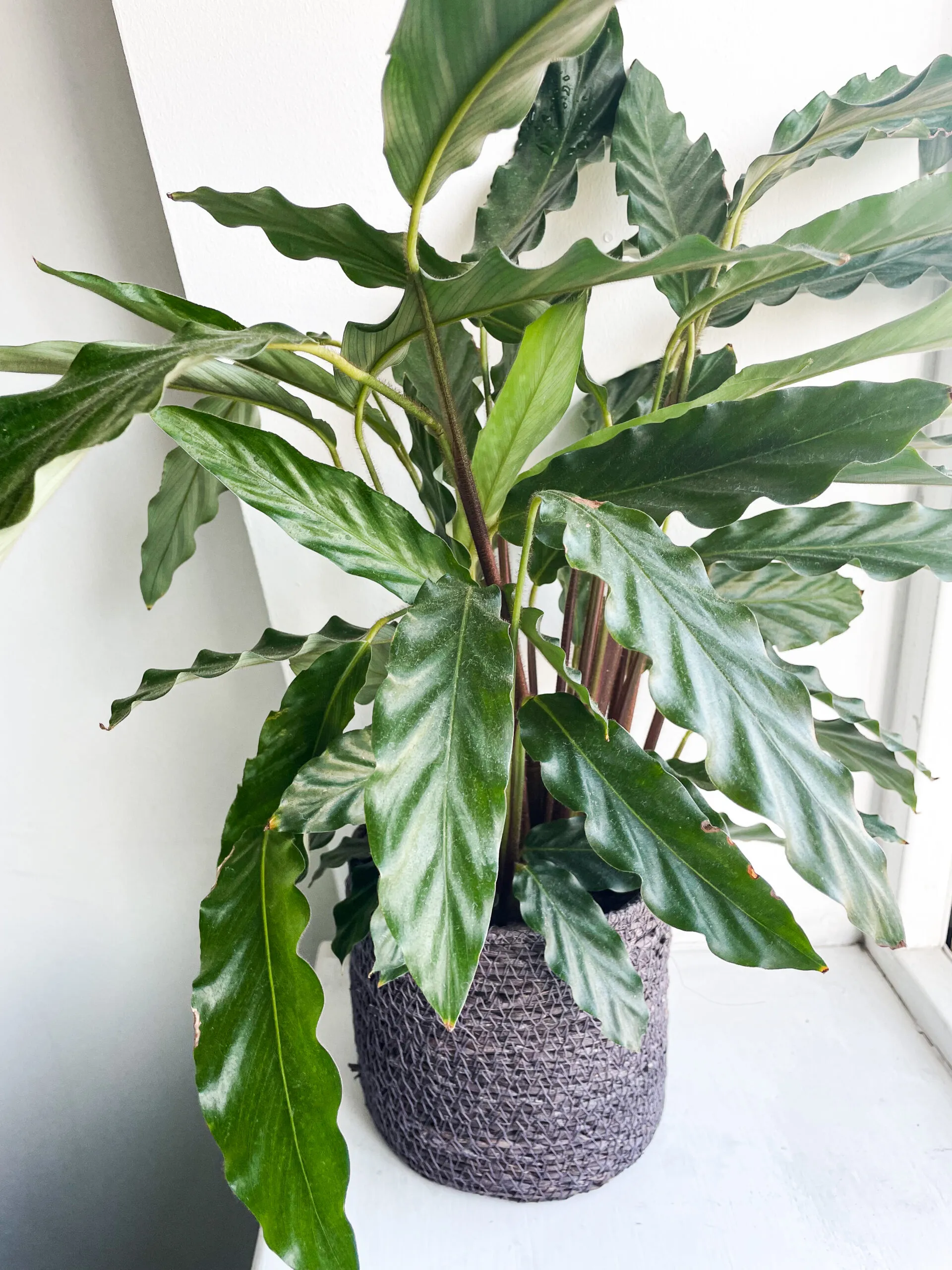 Plant Revival