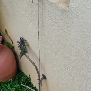 Plant support