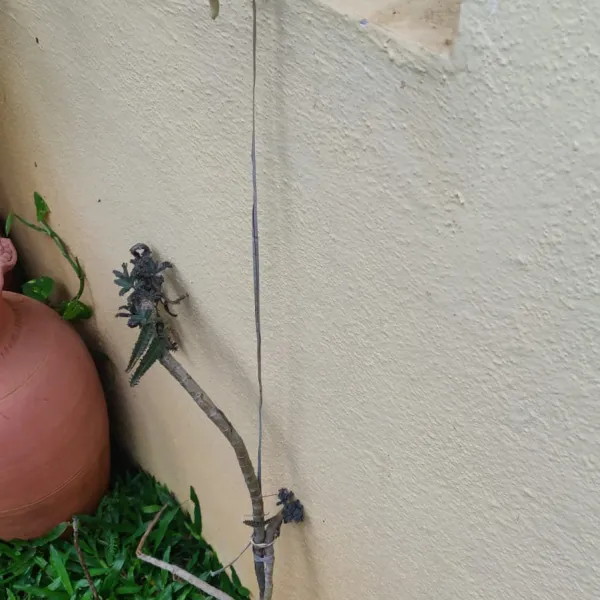 Plant support