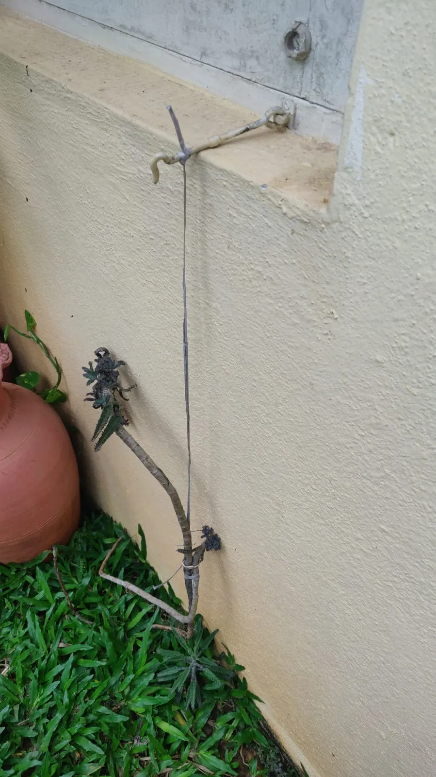 Plant support