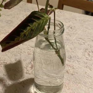 The Sad Case of a Beloved Calathea