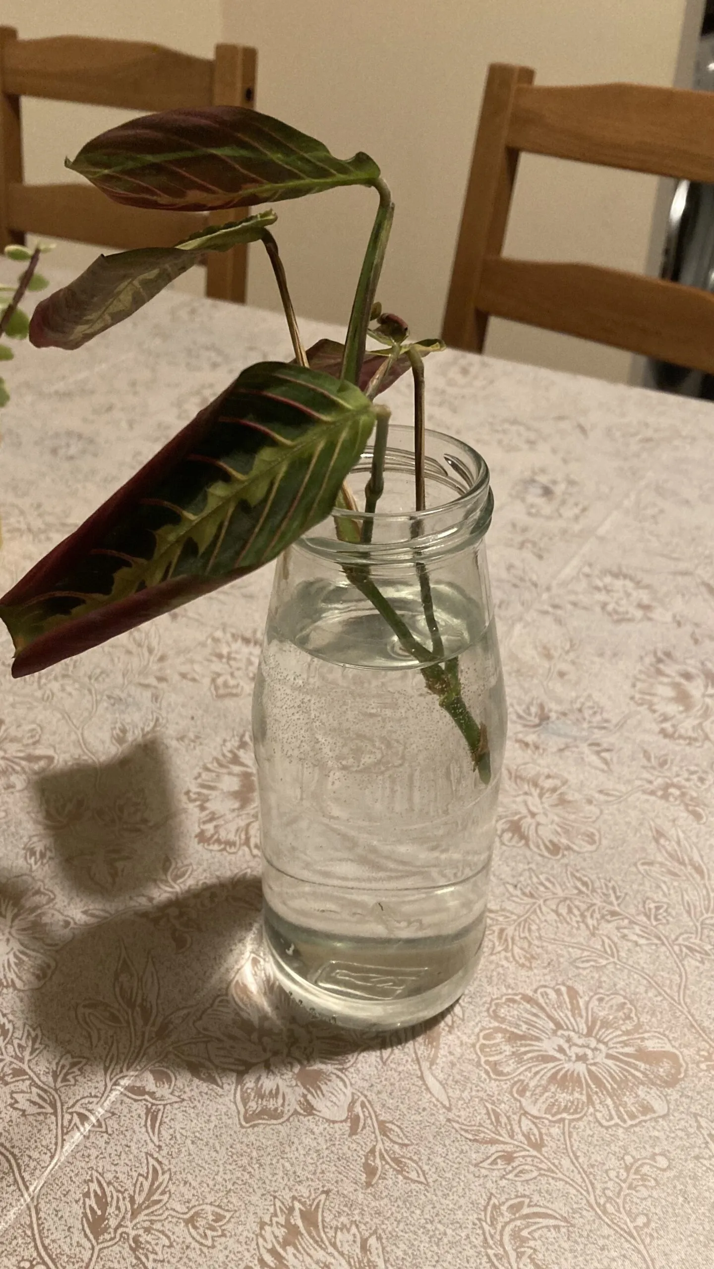 The Sad Case of a Beloved Calathea