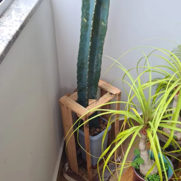 Vaso-suporte