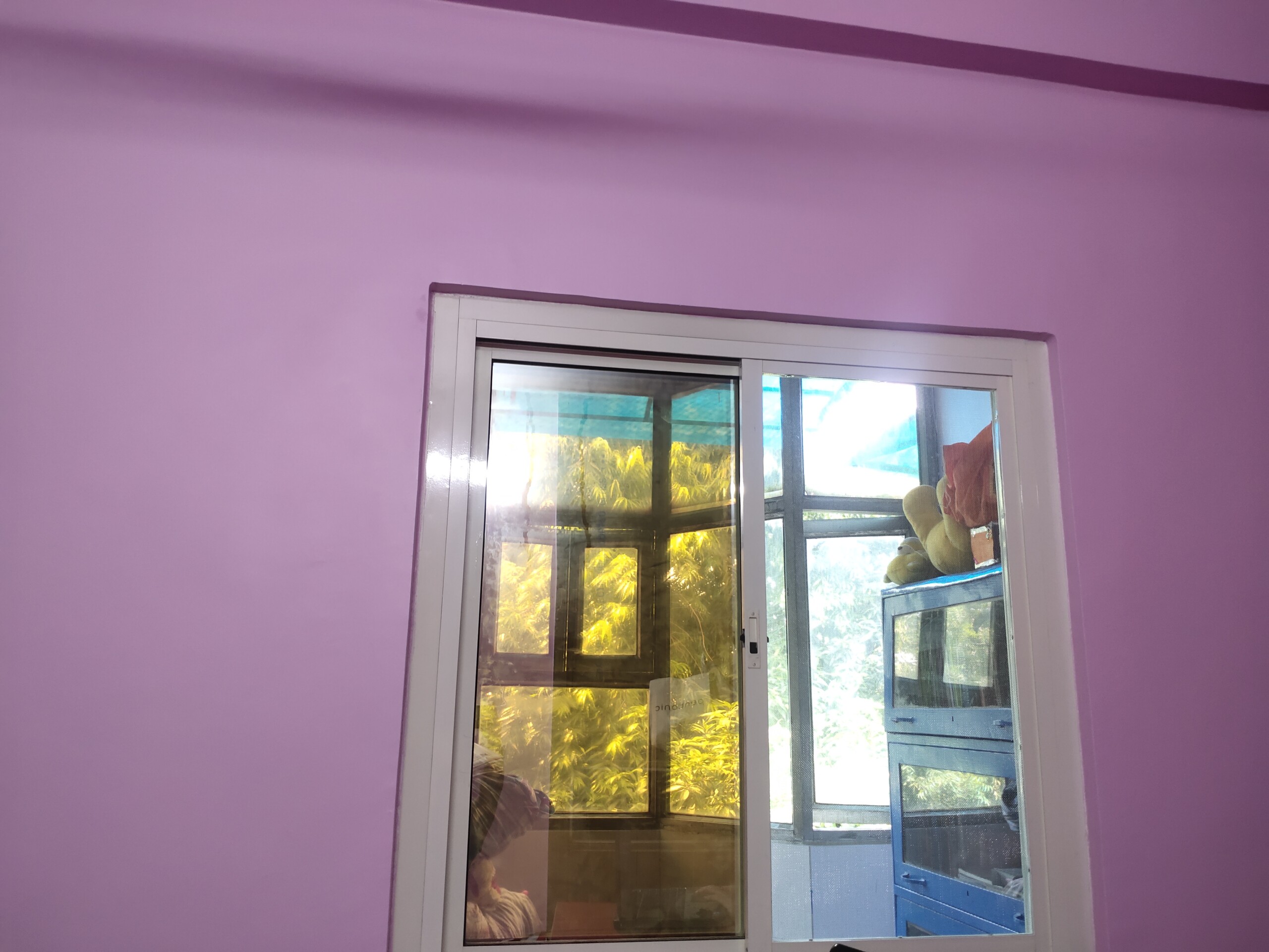 Window